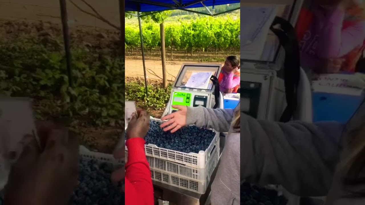 How Blueberry Pickers Get Paid  #picking #agriculture #farming #shortsfeed