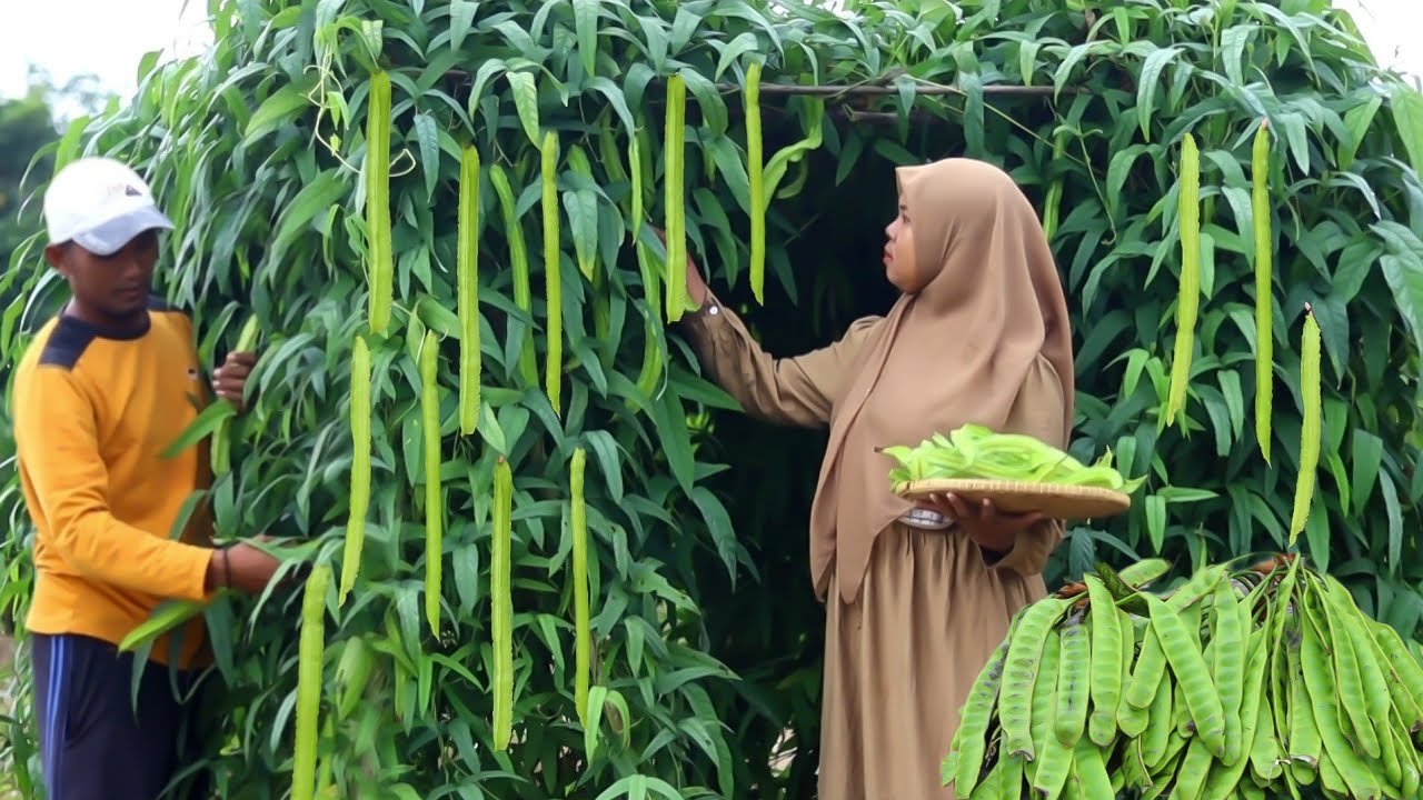 Kecipir & pete paling enak dimasak begini sederhana tapi enak bikin ketagihan, masakan desa