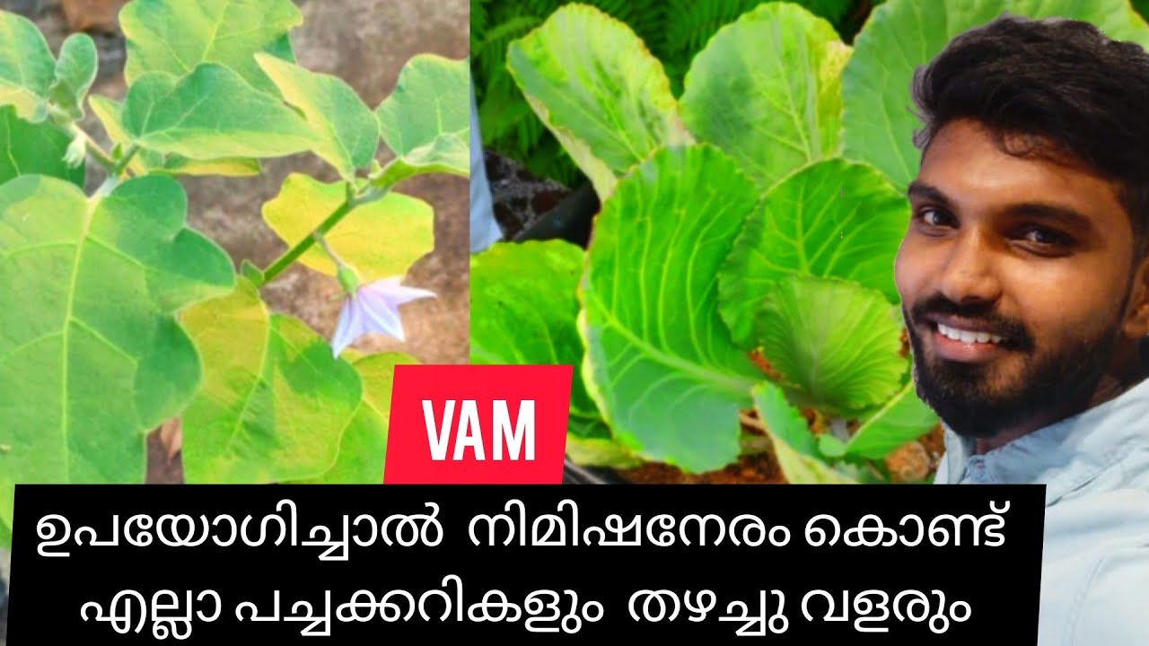 VAM എന്താണ്? എന്തിനാണ് VAM ഉപയോഗിക്കുന്നത്|Detail Explanation About VAM🌱Malayalam Review