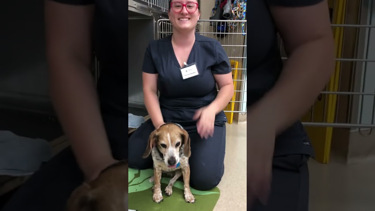 Penn Foster Externship #1 - Skill 13 hand pill dog/cat + orogastric intubation