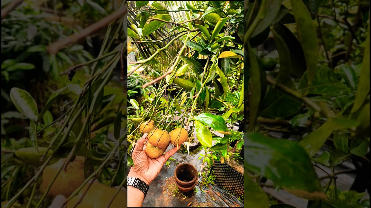 Miracle farm house Kattappana #shorts #farming #travel #nature