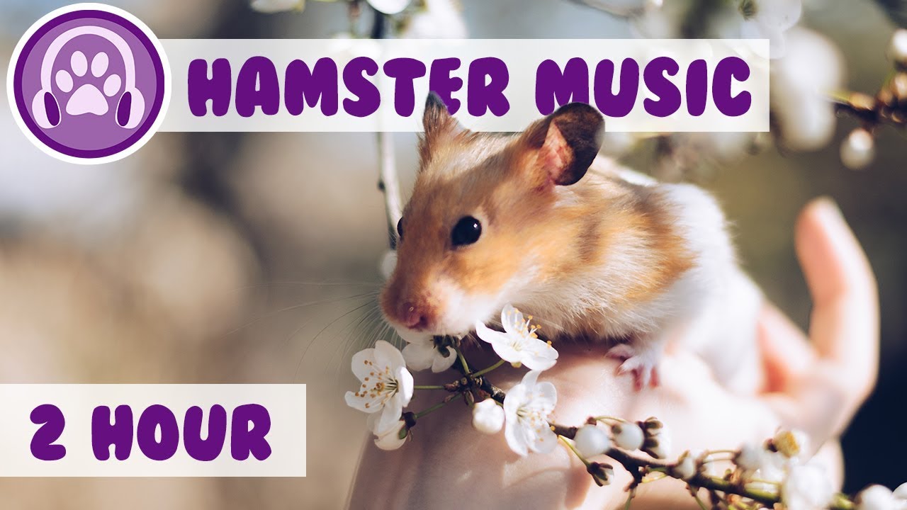 Hamster Music - Relaxing, Soothing Music for Pet Hamsters!