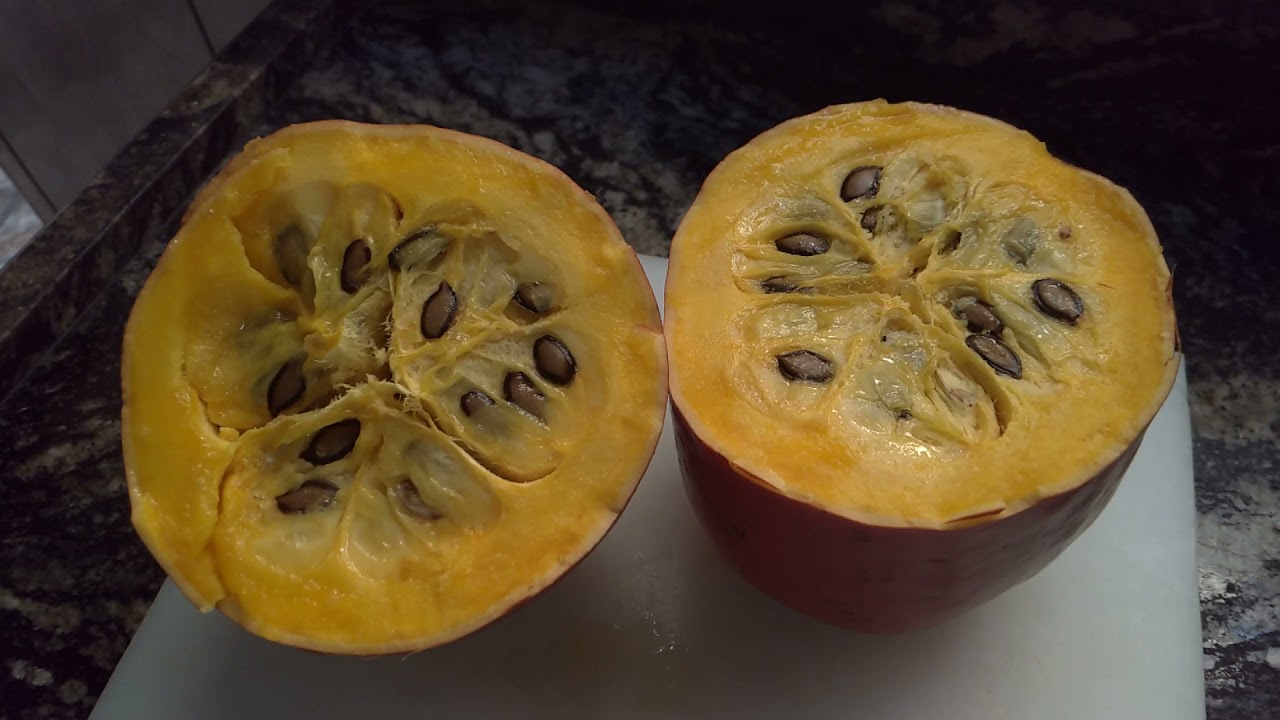 Sicana Odorífera ou Melão Croá, Uma Fruta Exótica,Você Conhece?