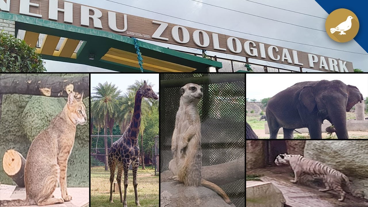 Hyderabad zoo park enhance visitors experience with new animals
