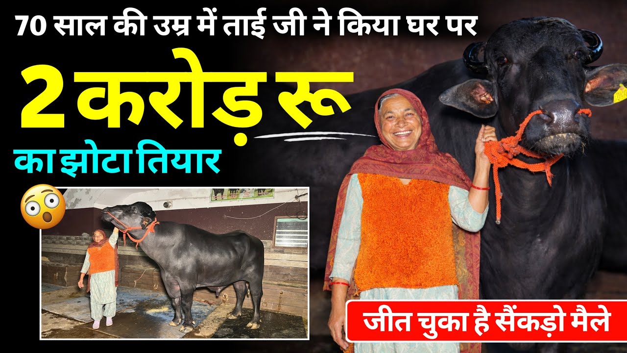 70 साल की उम्र में ताई जी ने किया घर पर 2 करोड़ रू का झोटा तियार जीत चुका है सैंकड़ो मैले