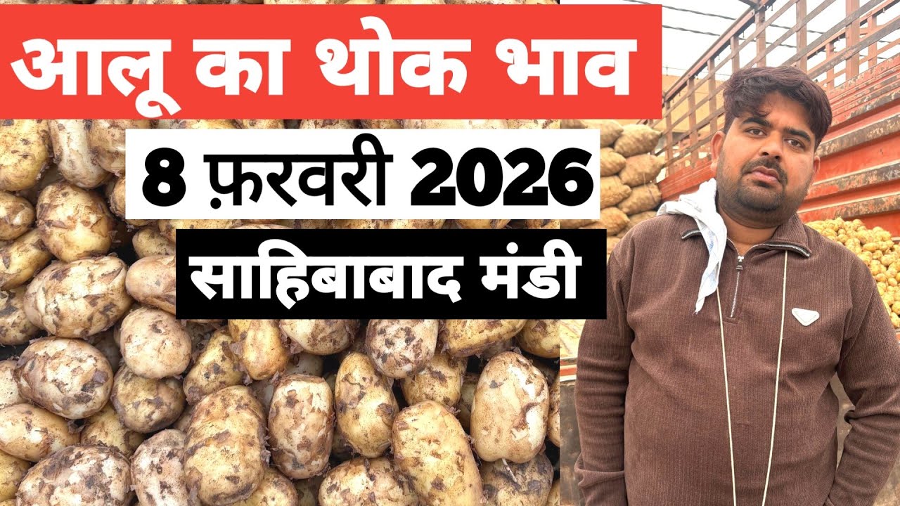 8 February 2026 🥔आलू का भाव साहिबाबाद मंडी | toady potato rates #aalu #aalubhav #potato #delhimandi