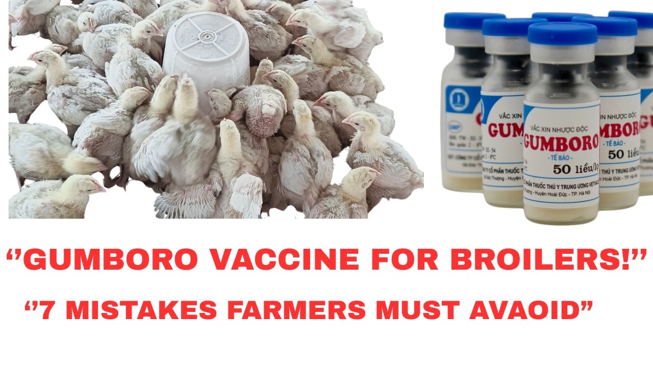 ''Gumboro Vaccine for Broilers: 7 Mistakes Farmers Must Avoid'', #Gumboro vaccination
