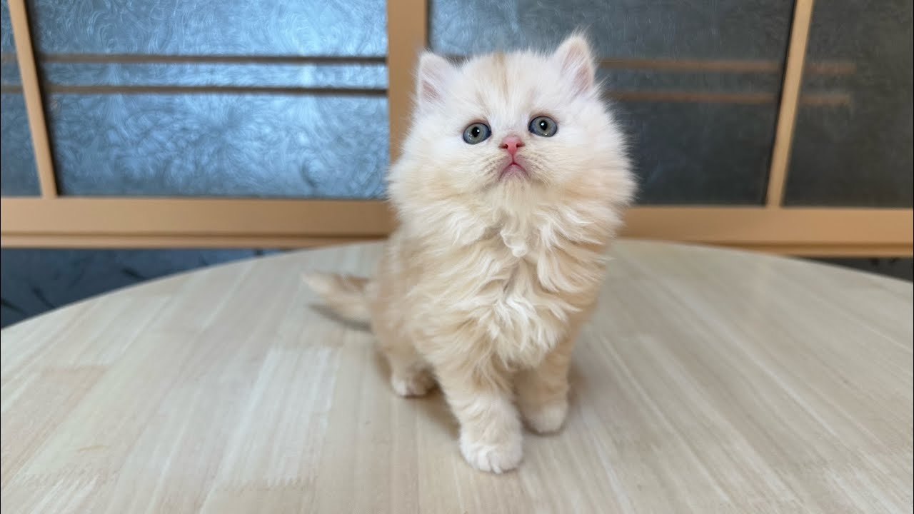 マンチカン　赤ちゃん　11月30日　①長足長毛女の子