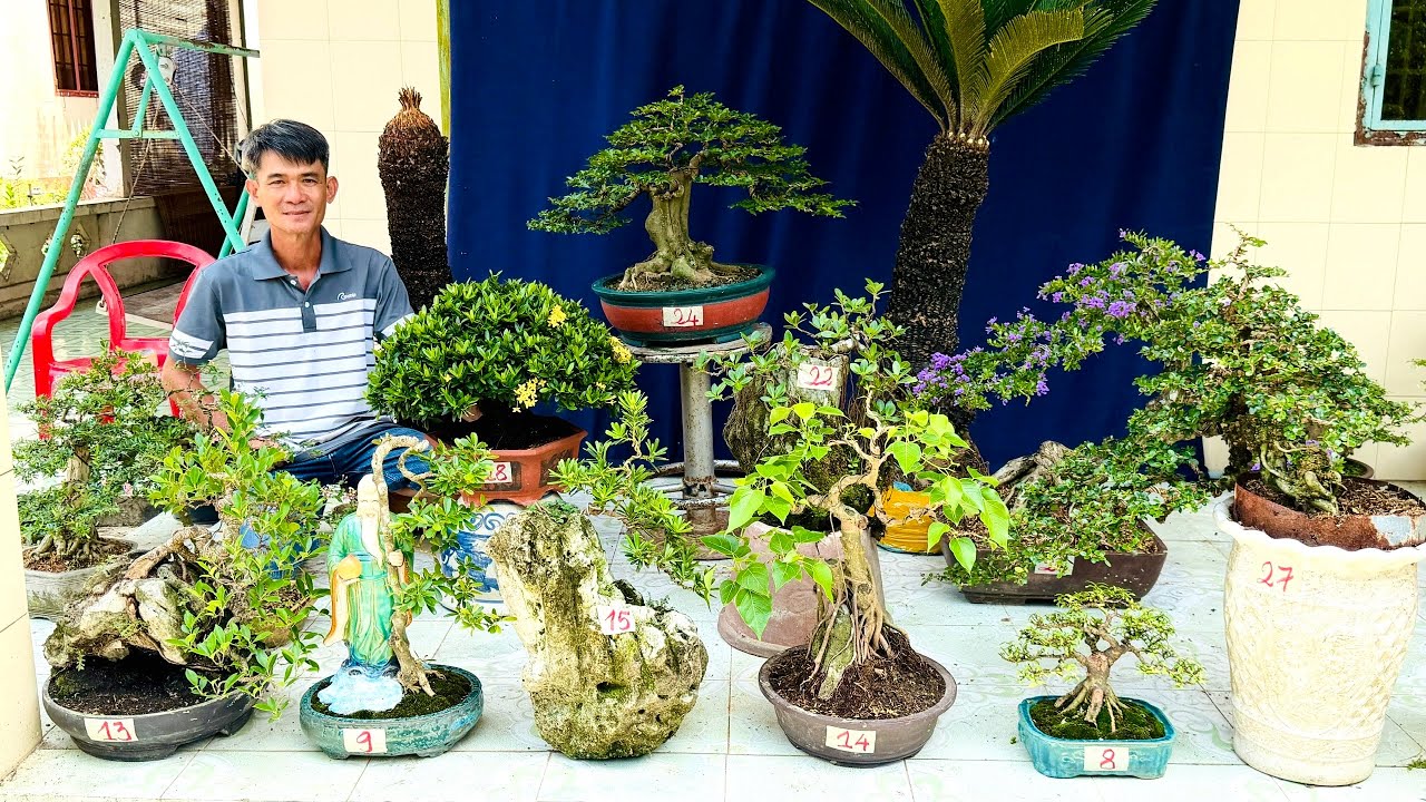 Bonsai thành phẩm đa dạng chủng loại, đầy đủ dáng thế (chào bán 14/3) Minh Đông
