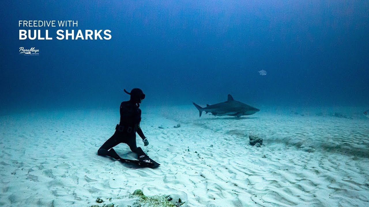Freediving with Bull Sharks and Pranamaya in Mexico!