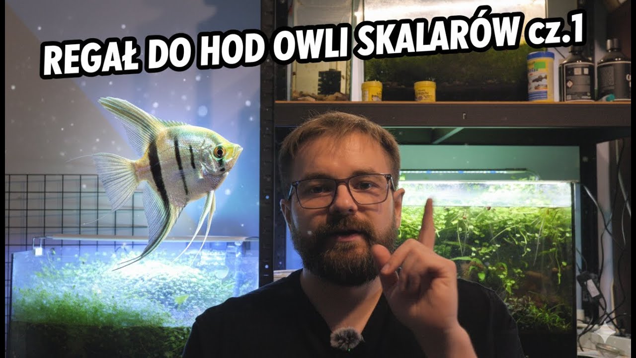 Buduję Profesjonalną Hodowlę Skalarów w Domu! (Regał DIY cz.1)