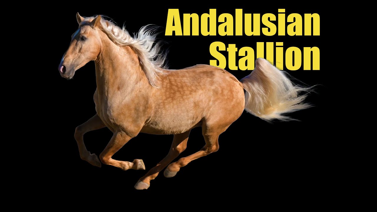 Rare Palomino Andalusian Stallion