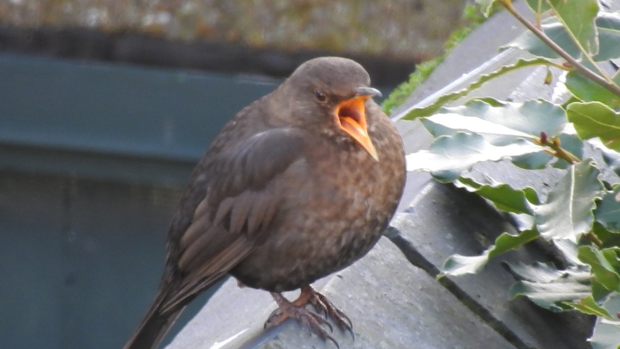 Blackbird Vs Starling R2. Feed the birds UK 14 02 26