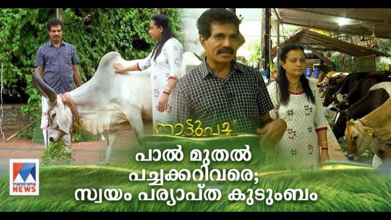 കൃഷിയിലൂടെ സ്വയം പര്യാപ്തത; ഒരു വീട്ടിലേക്ക് വേണ്ടതെല്ലാം ഇവിടുണ്ട്| Nattupacha