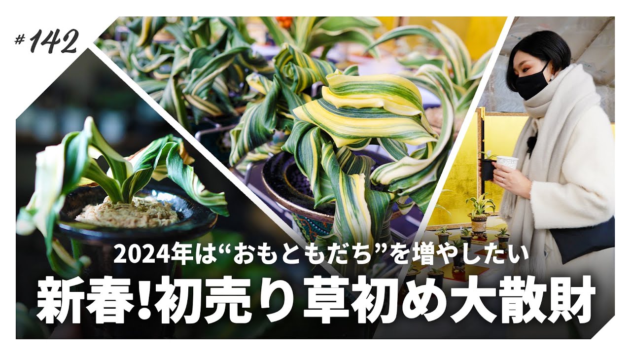 【おもと/万年青】2024年、今年の草初めはすごいぞ。｜アガベ・塊根植物・ビカク好きへ