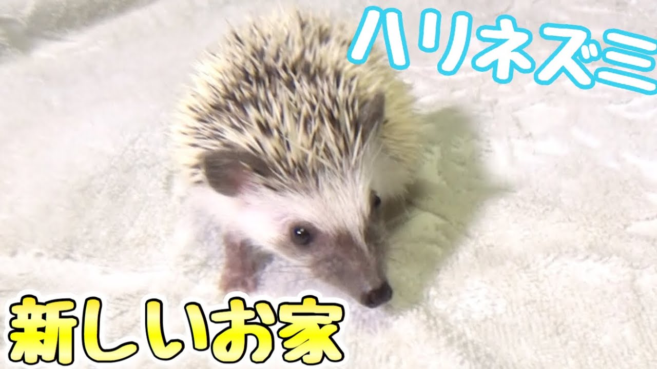 新しい家族！ハリネズミが来たのでお家を作ります！！