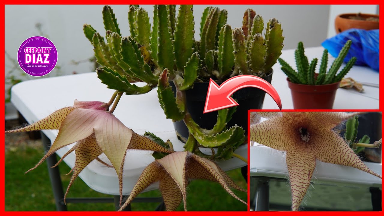 La FLOR mas apestosa de mi jardín - CACTUS sin ESPINAS que debes tener en tu colección de plantas..