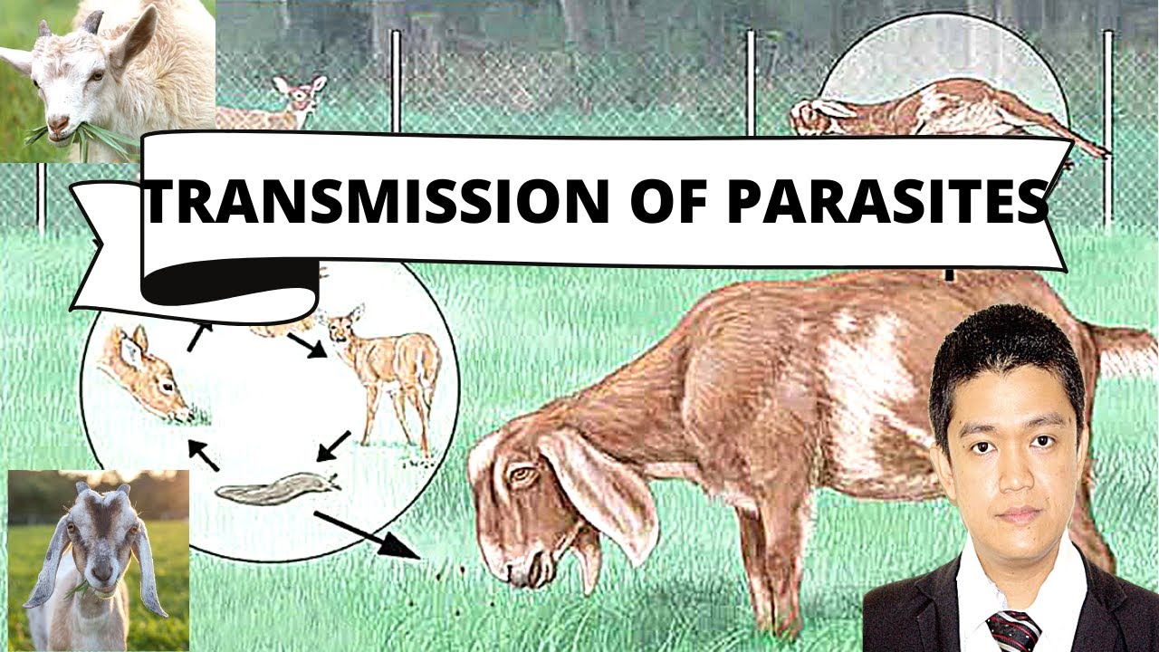 VET PARA 1 | Modes of Transmission of Parasites | Chapter 2