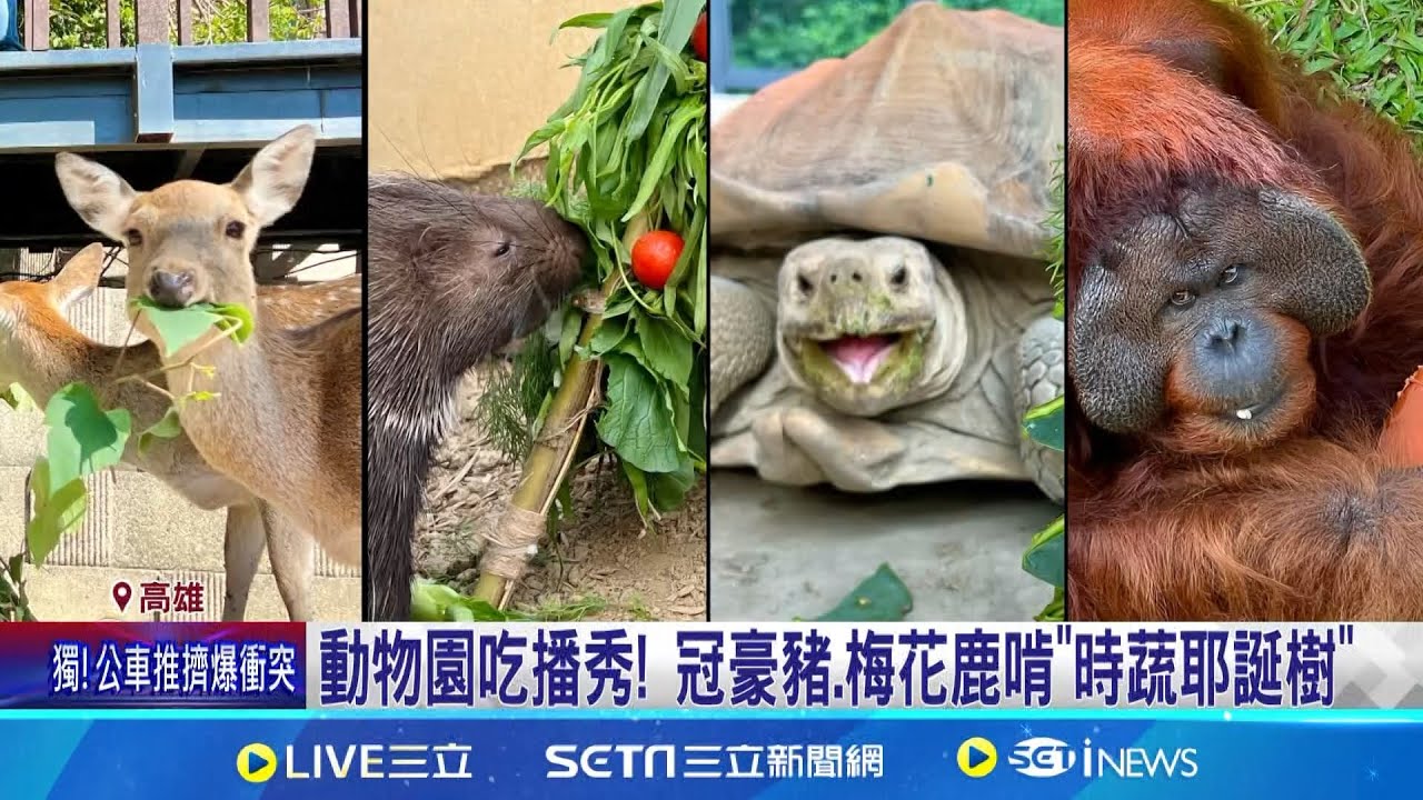 壽山動物園耶誕餐! 