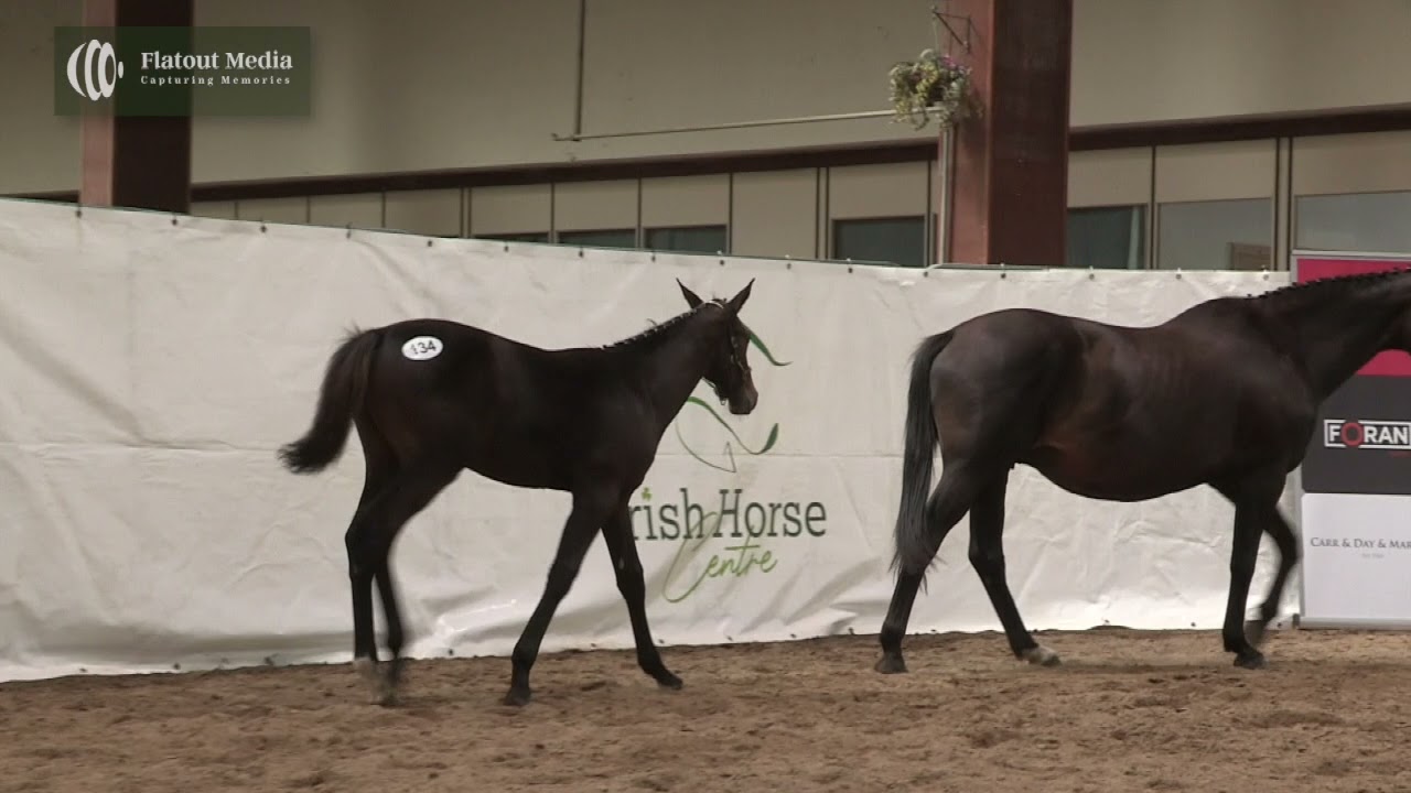 Select Breeders foal Auction 2021