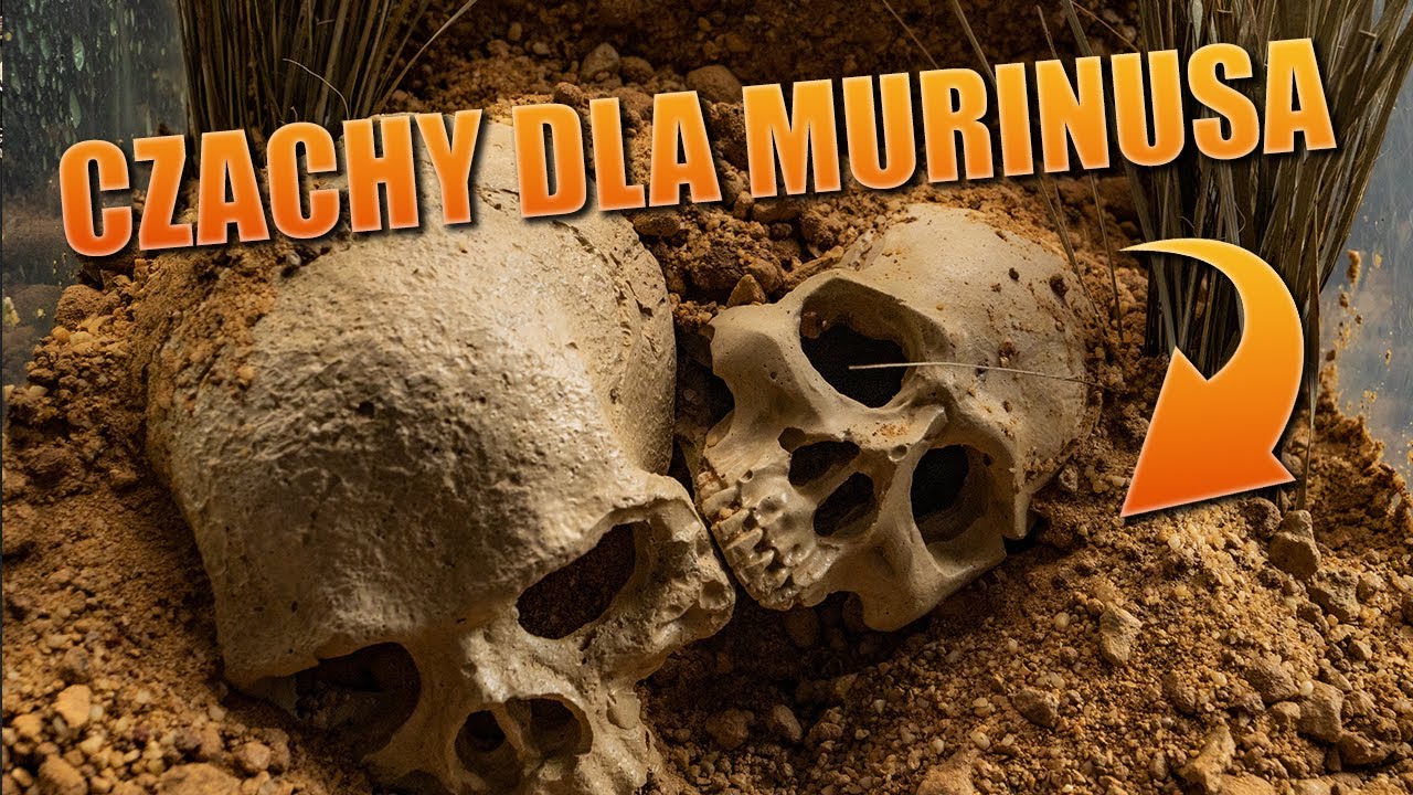 #109 Terrarium dla Murinusa