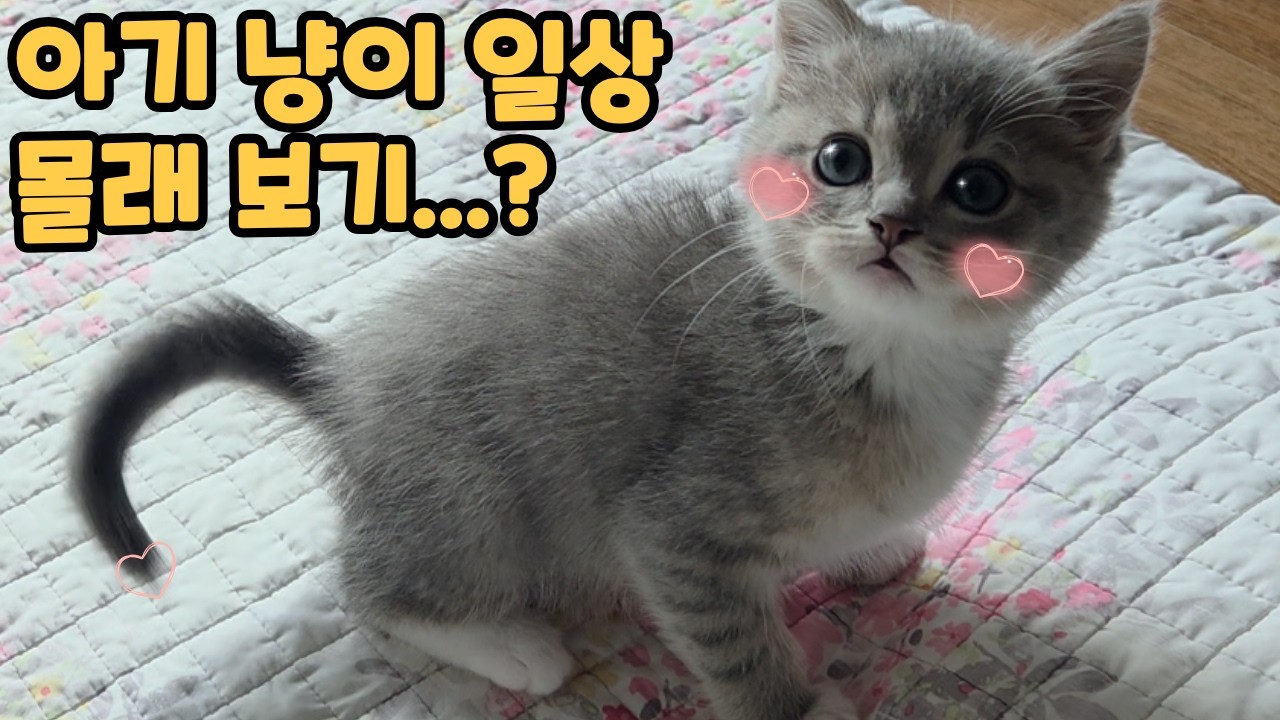 아기 고양이 코코의 일상 한번 보실래요? | 코코의 일상 브이로그