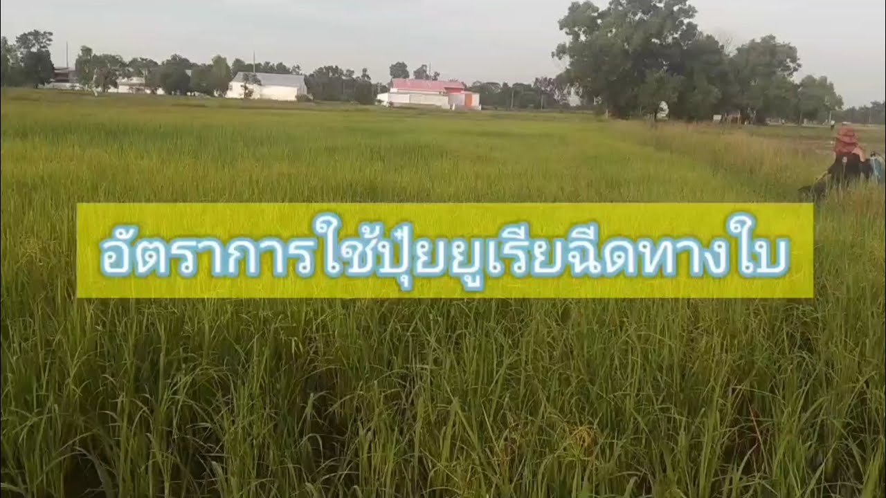 อัตราการใช้ปุ๋ยยูเรียฉีดพ่นทางใบ