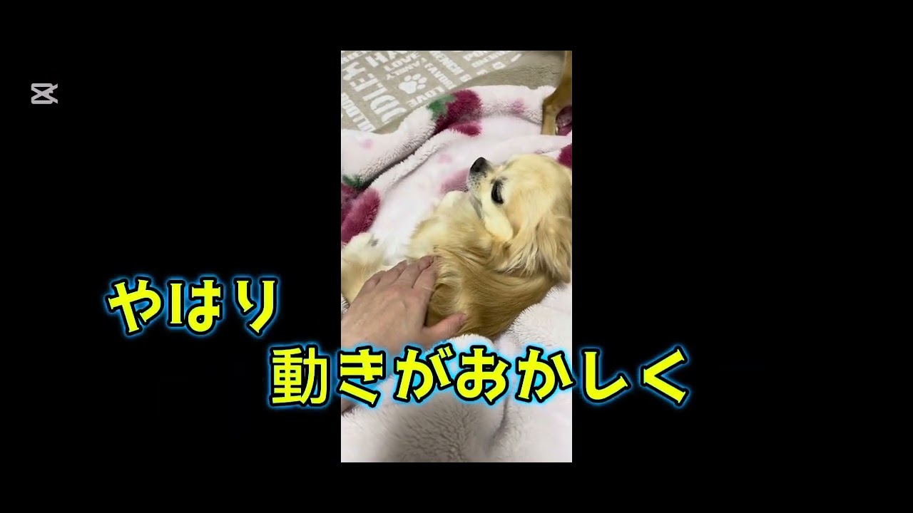 チャチャくん、10ヶ月ぶりにてんかん発作（泣）#犬 