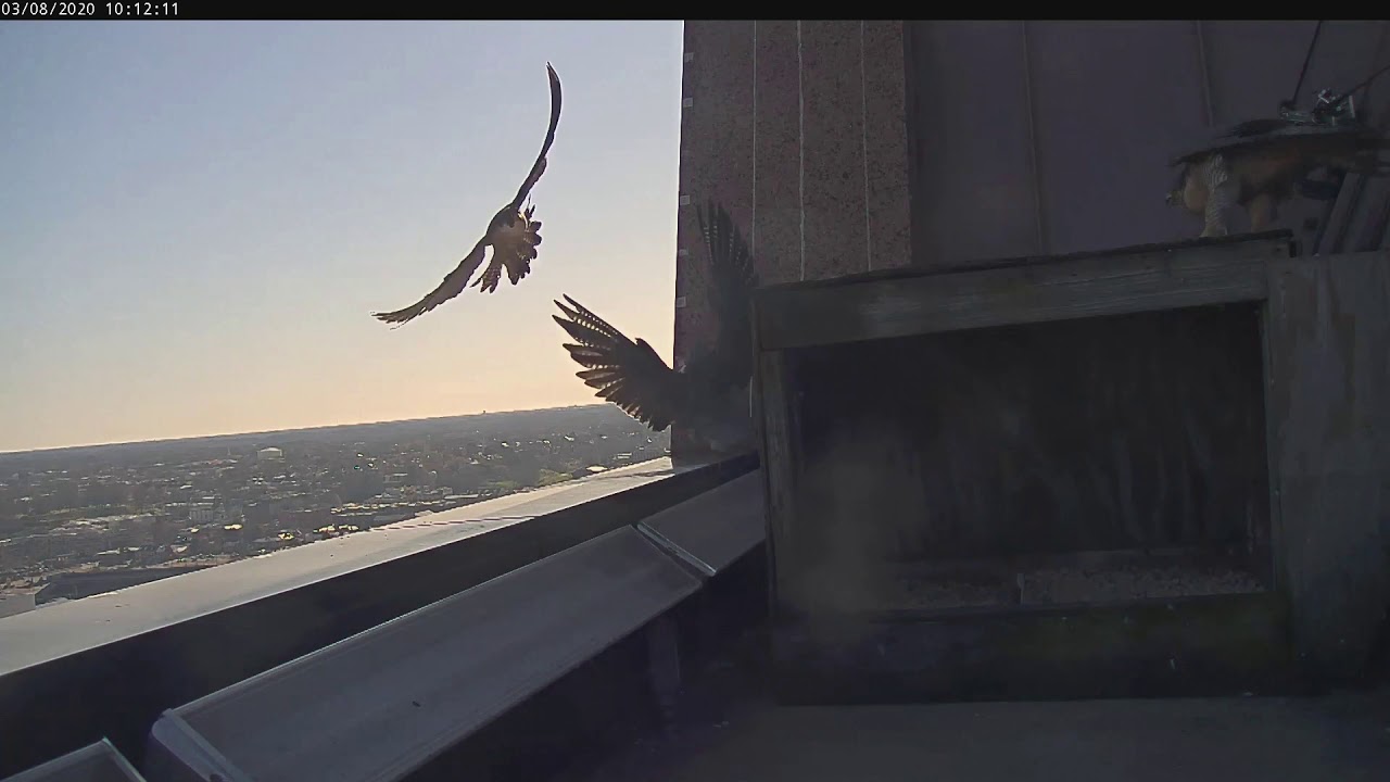 Richmond Falcons Clash Caught on Camera