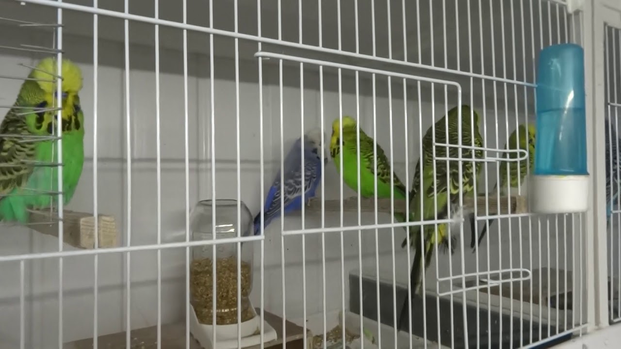Exhibition Budgies ... Chaseys Budgies - May 2019 Breeding pairs