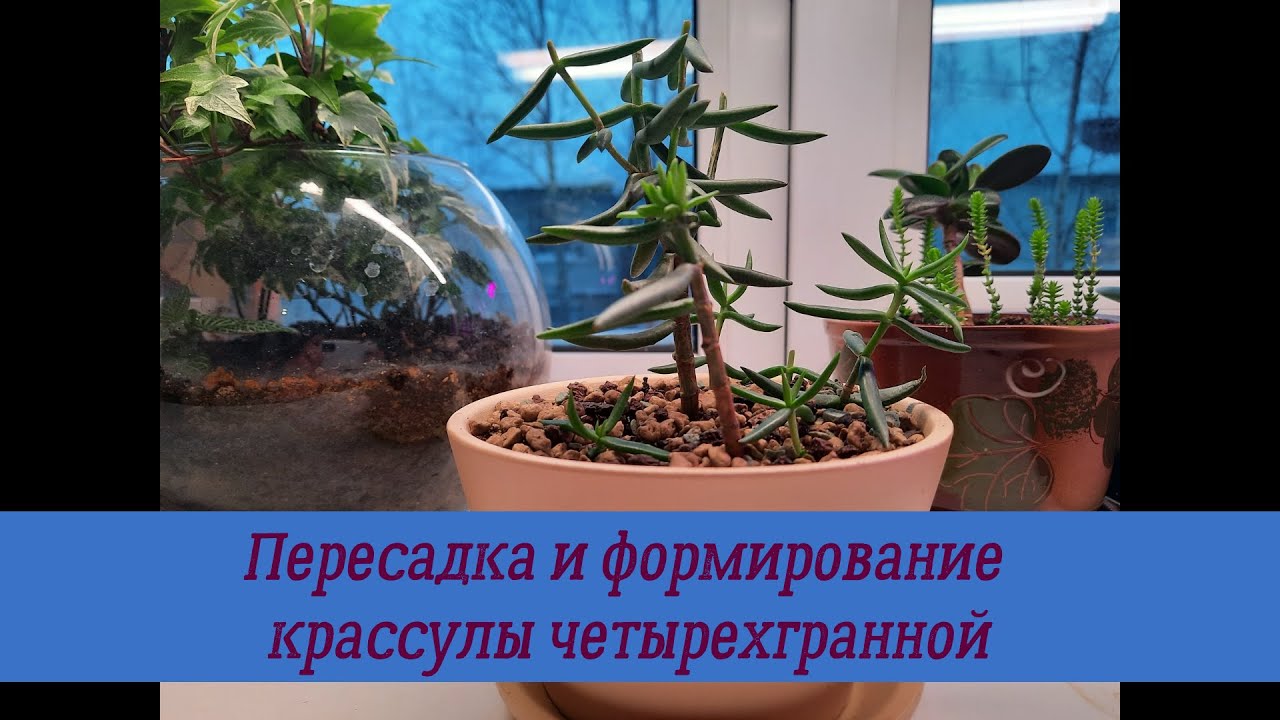 Пересадка толстянки крассула Тетрагона. Формирование кроны .