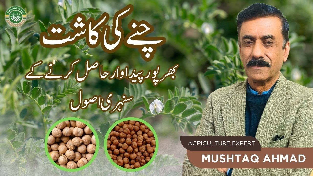 How to get maximum yield and income from gram (channa) crop | Best tips for Gram Crop in Pakistan