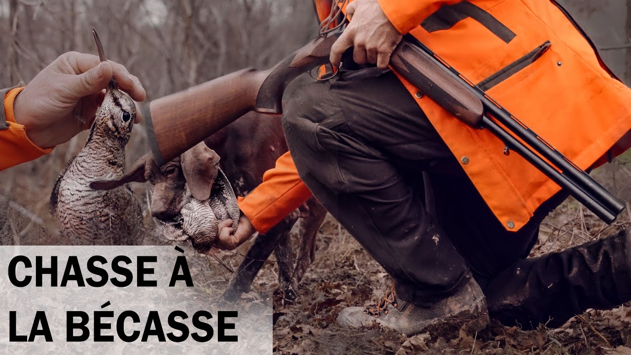 CHASSE À LA BÉCASSE AU CHIEN D'ARRÊT