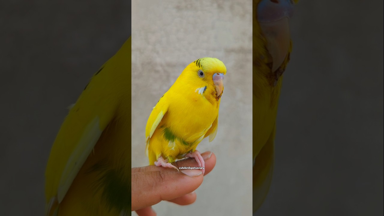 This Bird Is Too Cute 😍 