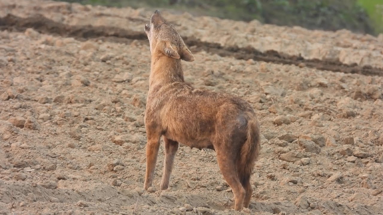 Fox Sound--10 Minute Jackal Sound--Sheyal er Dak--Golden Jackal Howling -Jackal Call- Fox call