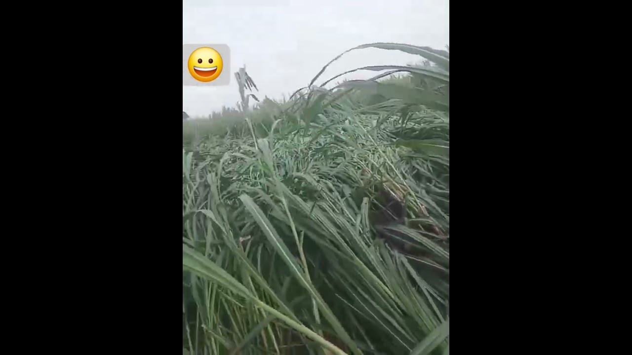 bad monsoon