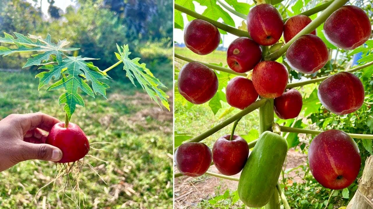 New techniques: how to grafting papaya tree with apple to bear fruit quickly | Grafting Papaya