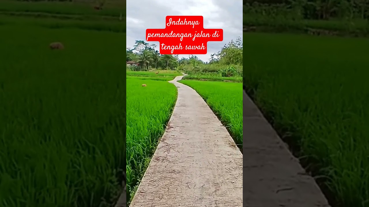 Pemandangan sawah yang begitu indah 