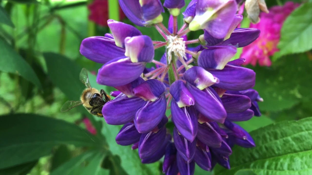 Sedlški zvonovi- MePZ J.P. Gallus, Dirigent Dominik Hudl