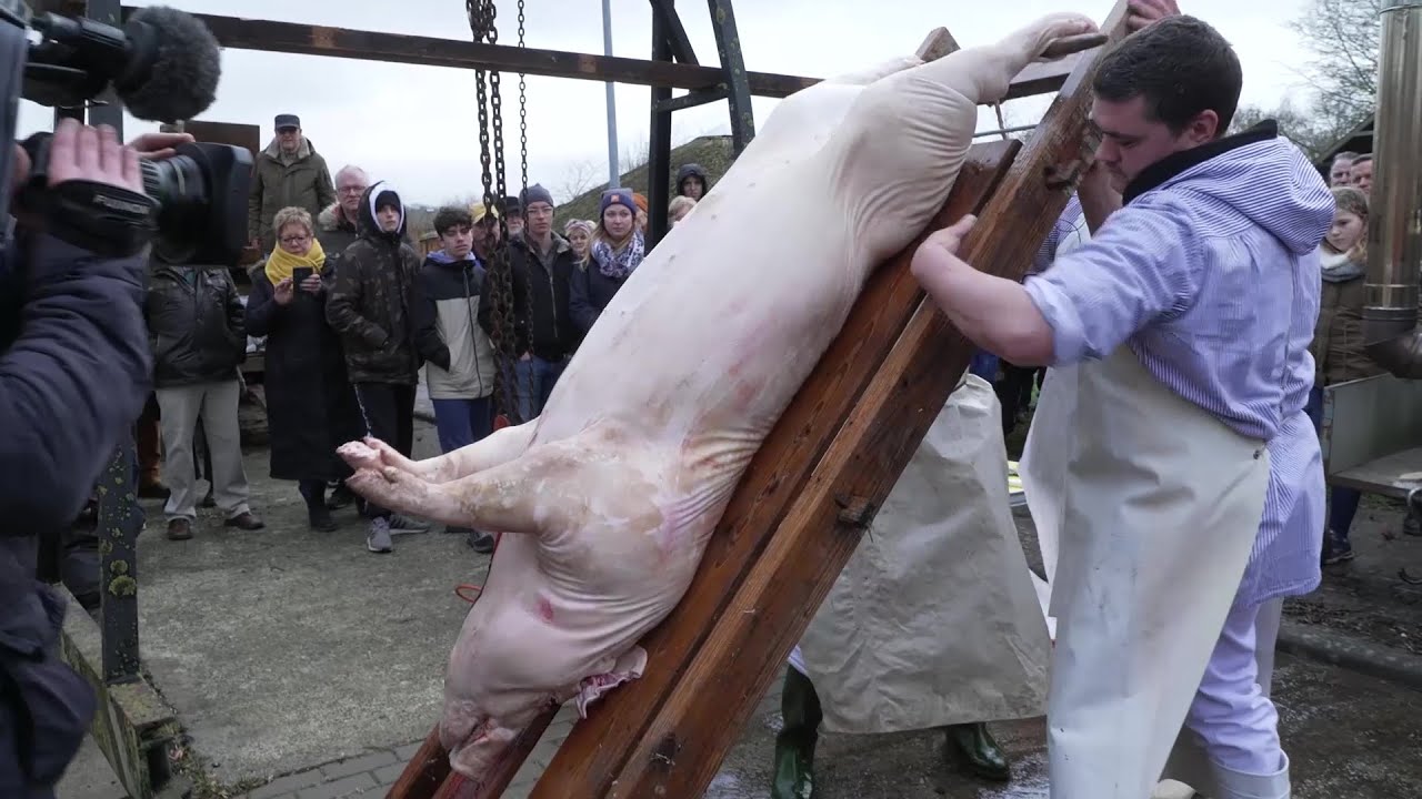 Schlachtefest in Dorf Mecklenburg  - Fragw&uuml;rdige Tradition?