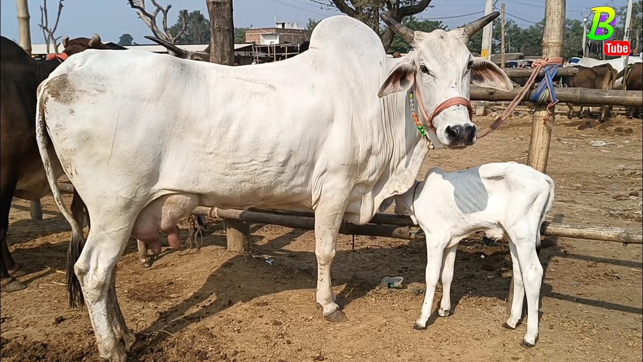 हरियाणा गीर साहीवाल थारपारकर कांकरेज नस्ल की गाय मिल रही है बिहार के चौसा मंडी में #Desi Cow Market
