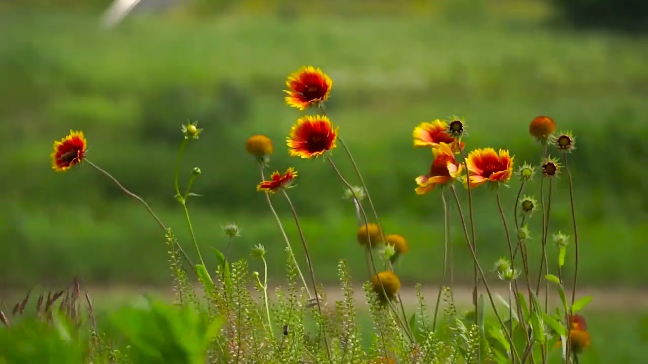 Povestea vantului o stiu doar visatorii