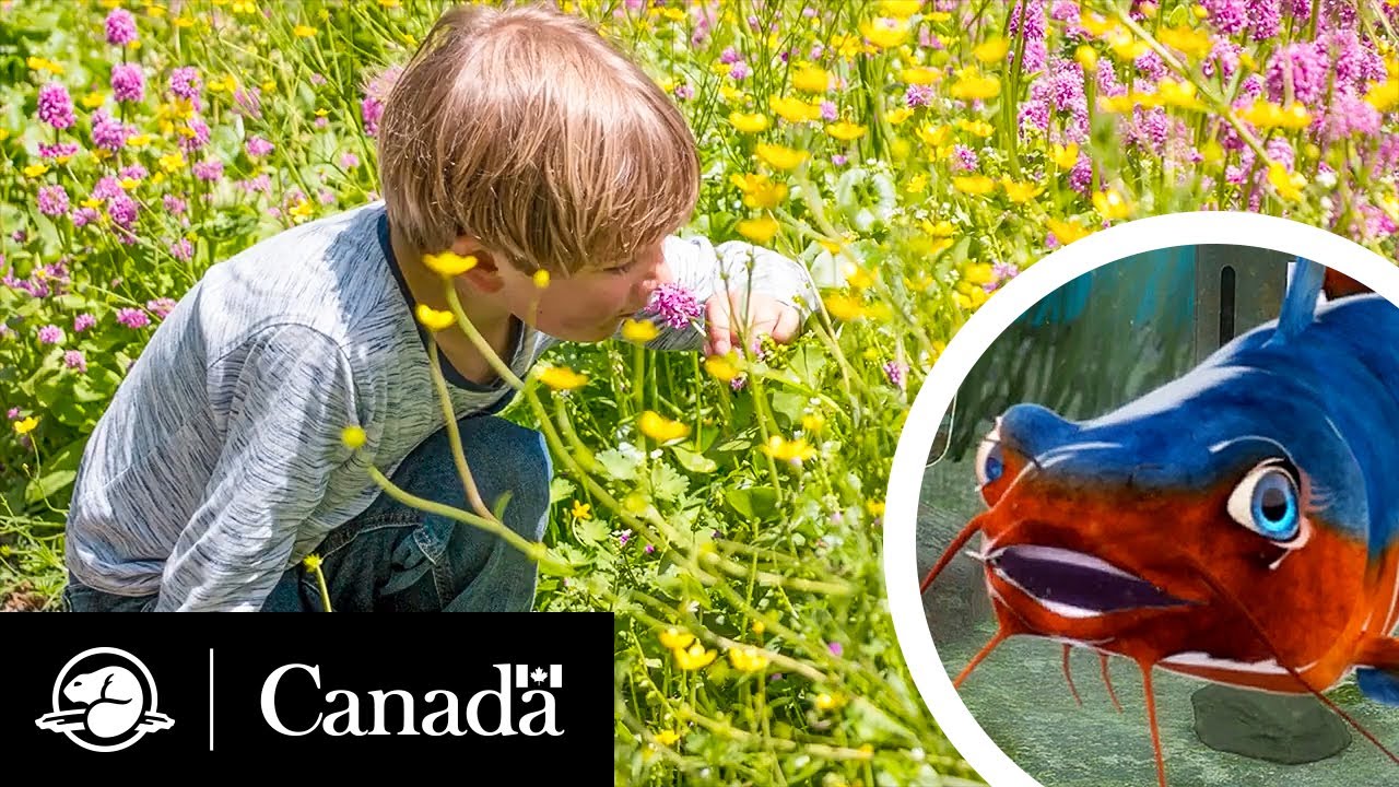 Ami pollinisateur | Qu&rsquo;est-ce qui bourdonne? avec L&eacute;o | Parcs Canada