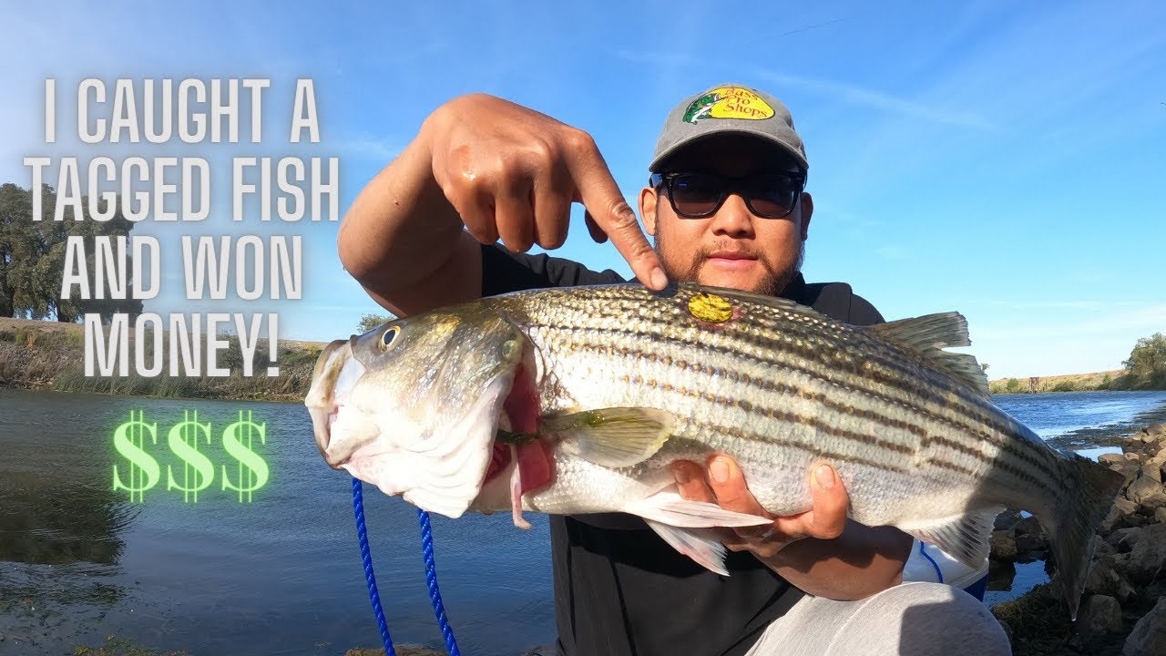 Bluegill, Striper & Catfish Fishing! The season for all 3 Species of fish is actively here! 2022