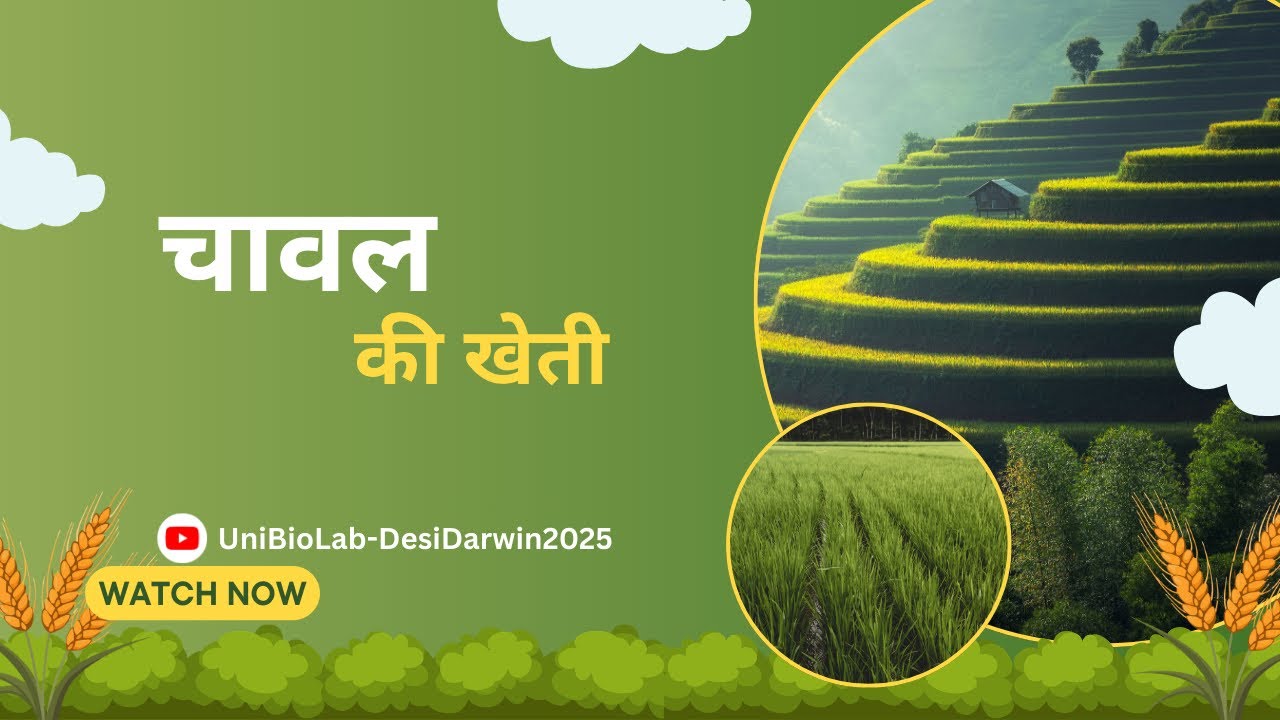 Rice Cultivation | ICAR Package of Practices for All Exams 🌾 @UniBioLab-DesiDarwin2025 