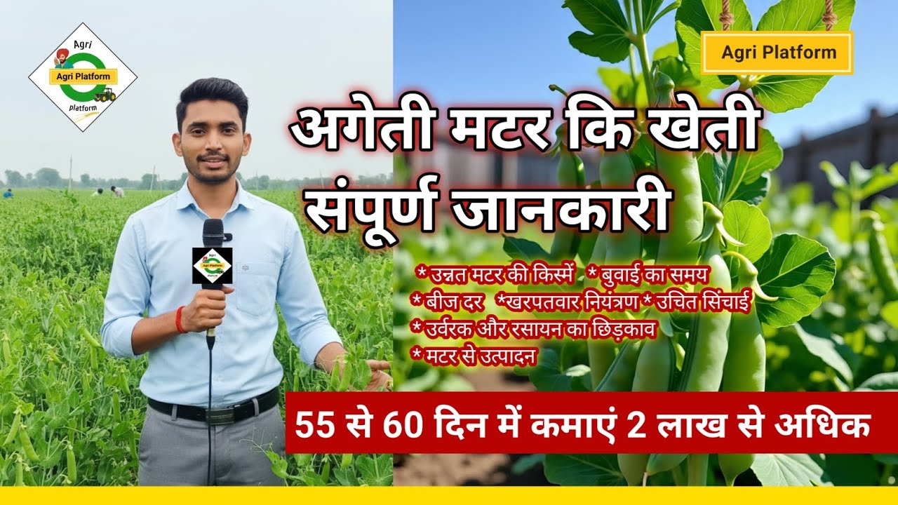 अगेती #मटर  की #वैज्ञानिक #खेती ,इसकी संपूर्ण जानकारी, उचित प्रबंध, उन्नत किस्में, बीज दर, बीज उपचार