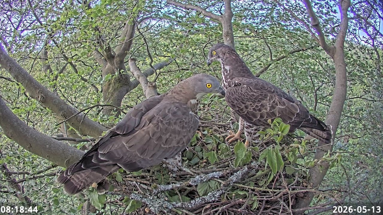 LIVE Honey-buzzard nest Sussex 2026 3.8.2026