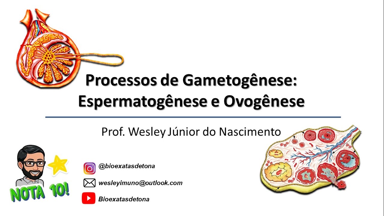 Processos de Gametogênese: Espermatogênese e Ovulogênese