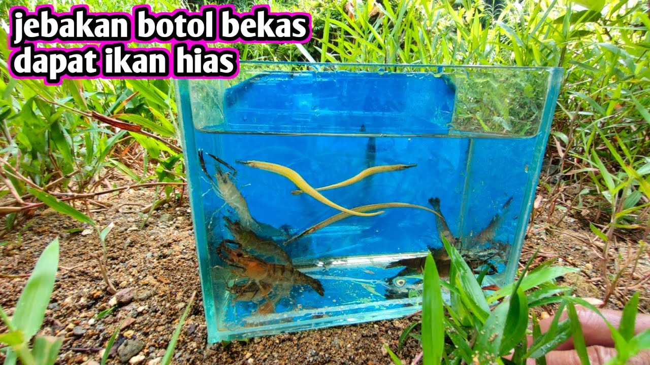 Jebakan ikan pakai botol dapat ikan unik 