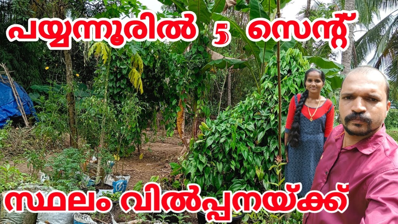 PLOT FOR SALE IN PAYYANUR || പയ്യന്നൂരിൽ 5 സെൻറ് || #kerala #kannur #payyanur #trending #realestate